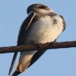 image of bird