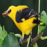 image of bird