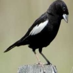 image of bird