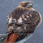 image of bird