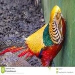 image of golden_pheasant #22