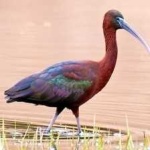 image of bird