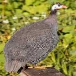 image of bird
