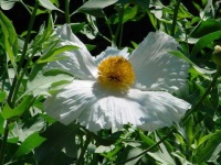 image of flower