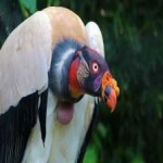 image of bird