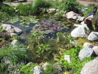 image of pond