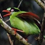 image of bird