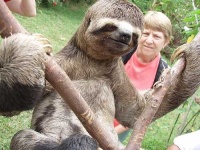 image of three_toed_sloth