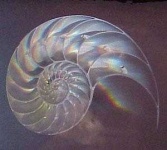 image of nautilus