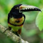image of bird