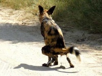 image of african_hunting_dog