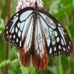 image of animal