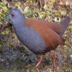 image of bird