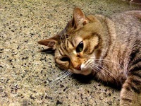 image of egyptian_cat