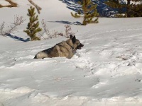 image of norwegian_elkhound #31