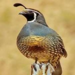 image of bird