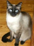 image of siamese_cat #10