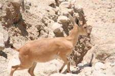 image of ibex