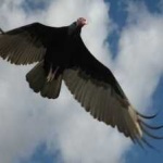 image of bird