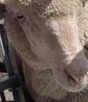 image of animal