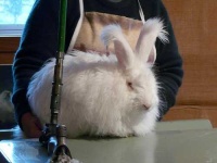 image of angora