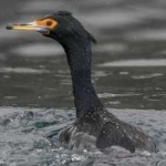 image of bird