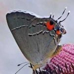 image of animal