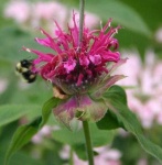 image of flower