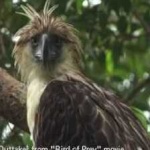 image of bird