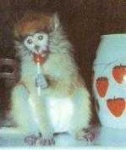 image of patas