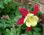 image of flower