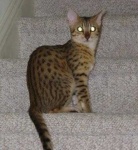 image of egyptian_mau #8