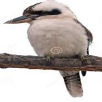 image of bird