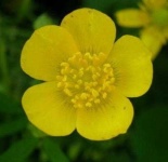 image of flower