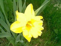 image of flower