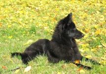image of groenendael