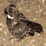 image of bird