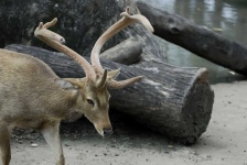 image of animal