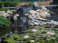 image of pond