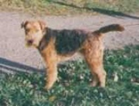image of lakeland_terrier