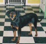 image of black_and_tan_coonhound #18