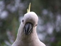 image of sulphur_crested_cockatoo
