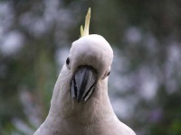 image of sulphur_crested_cockatoo #28