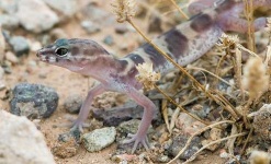 image of banded_gecko