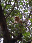 image of proboscis_monkey