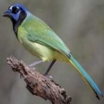 image of green_jay #13