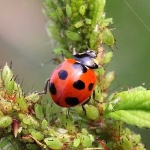 image of ladybug