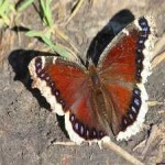 image of animal