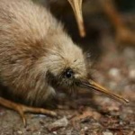 image of bird
