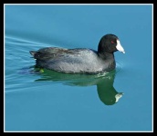 image of american_coot